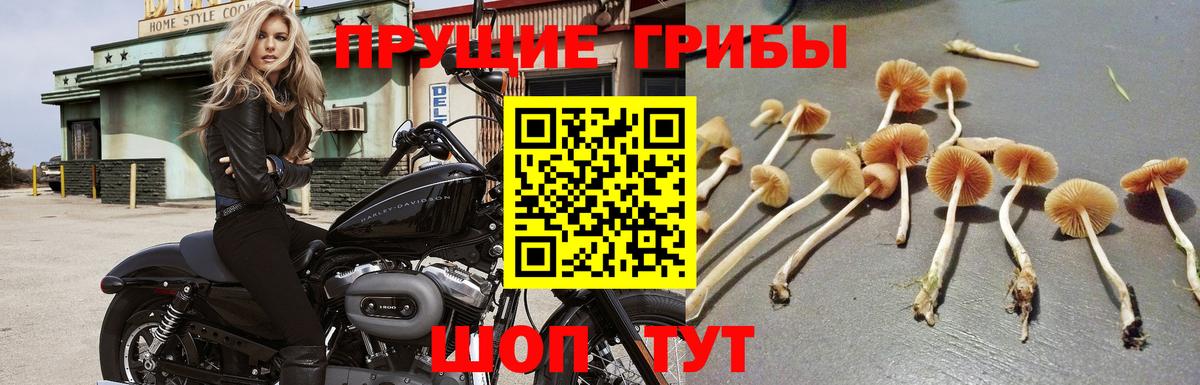 цена наркотик  Вход с VPN  Галлюциногенные грибы прущие грибы  Балтийск  Галлюциногенные грибы Psilocybine cubensis 